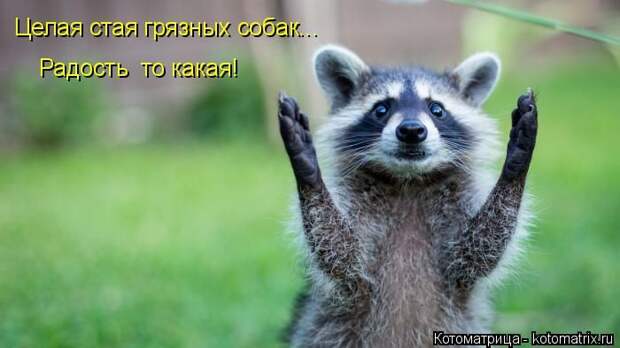 Забавные животные (50 фото)