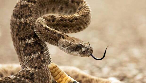 10 самых распространенных мифов о змеях