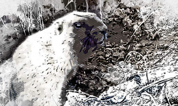 В Орловской области проснулись сурки