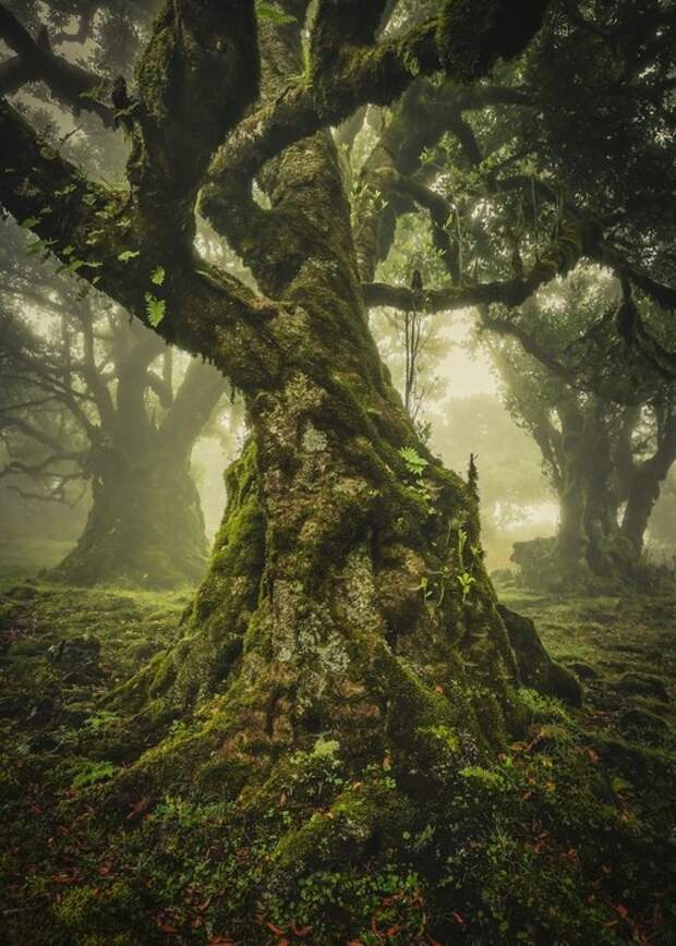 Премия «Одинокое дерево» Мадейра, Португалия. Фото: Анке Бутавич.