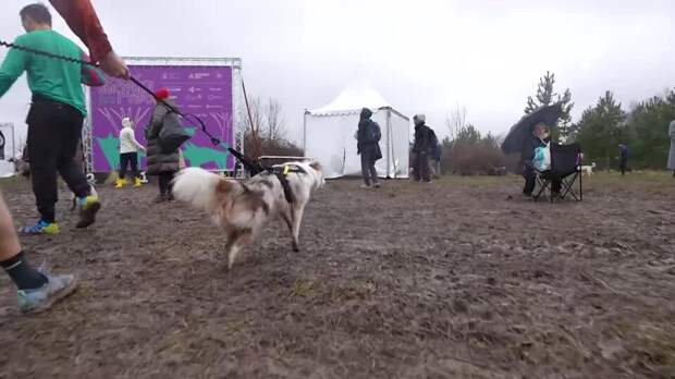 Кросс "Быстрый пес" с участием собак и их хозяев состоялся в Москве