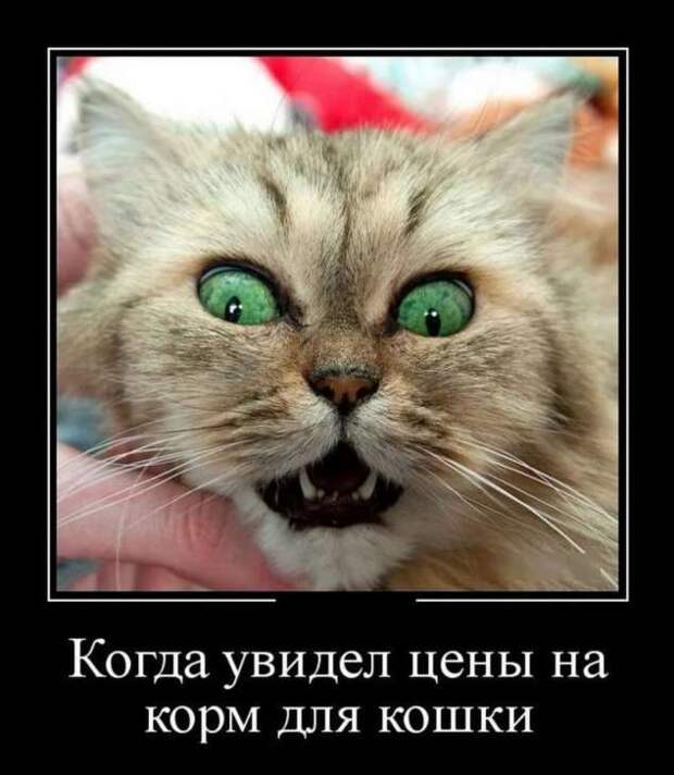Прикольные демотиваторы с надписями. Подборка chert-poberi-dem-chert-poberi-dem-49510724102020-14 картинка chert-poberi-dem-49510724102020-14