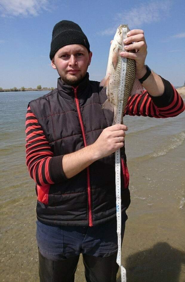 Астраханец поймал огромную воблу и поделился фото трофея Астрахань, вк, вобла, вот такая рыба, интересно, рыбалка, соцсети