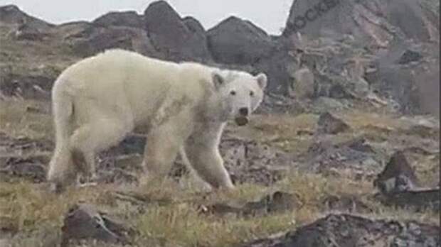 Вылетевших в Красноярский край для спасения медведя специалистов задержал шторм