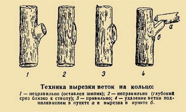 обрезка плодовых деревьев
