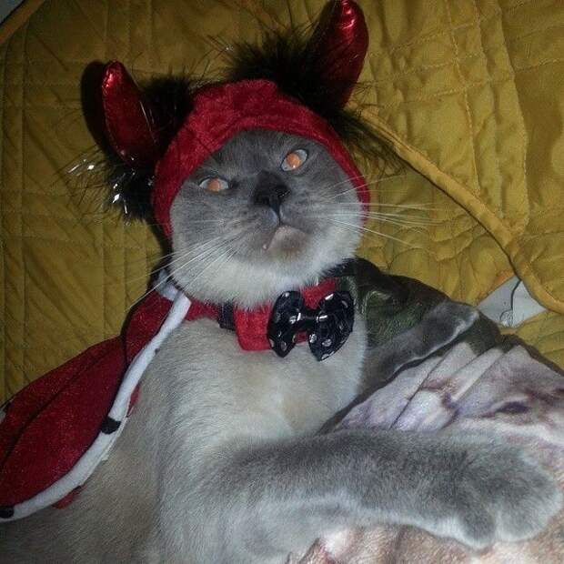 адские коты, злые кошки, evil cat