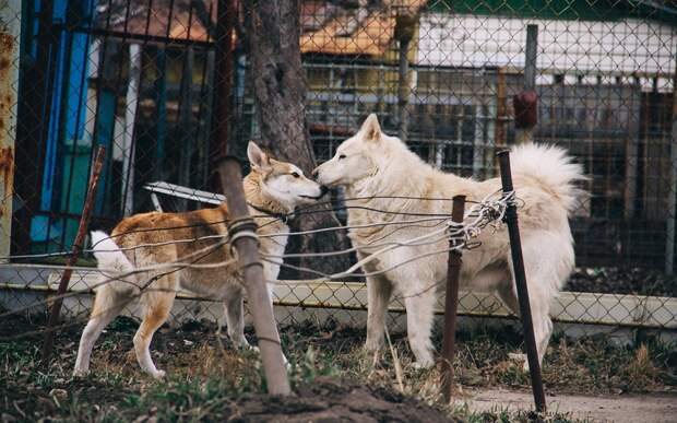 В Спасском районе ввели карантин по бешенству