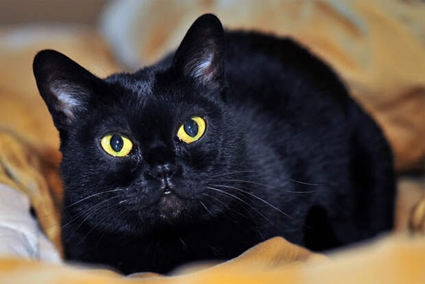 15 самых популярных пород кошек и их происхождение