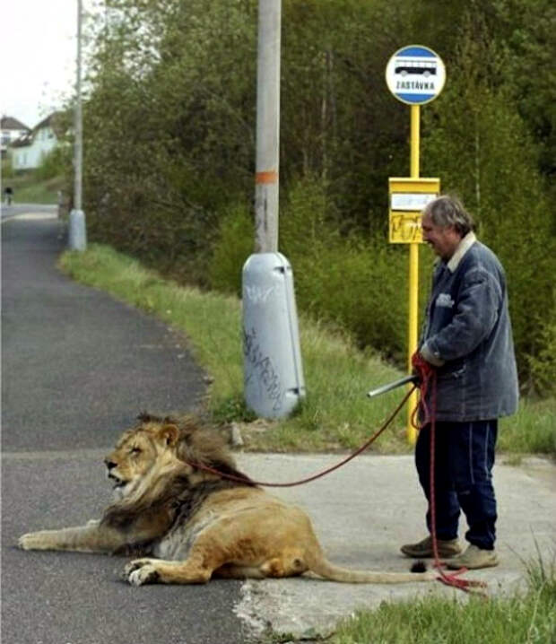 Человек с кошечкой.