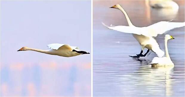 Лебеди показали одну из самых эффектных техник посадки на воду