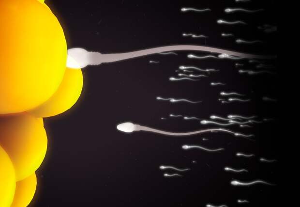 Знаете ли вы, что яйцеклетка выбирает сперматозоид, а не наоборот?