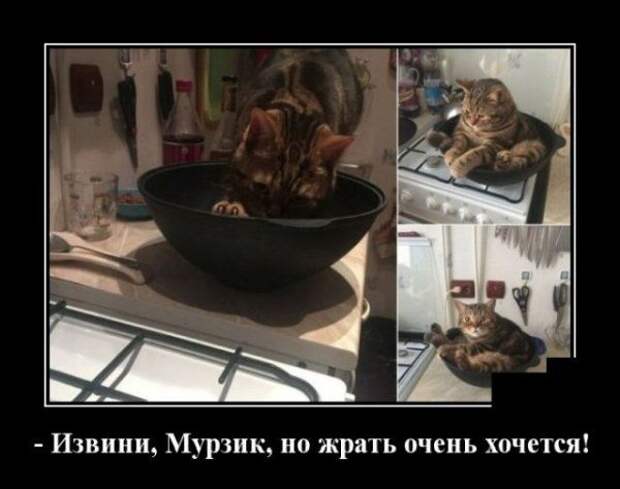 demotivatory-demotivator-smeshnye-demotivatory-demotivator-so-smyslom