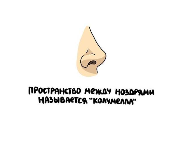 Короткие и интересные факты на все случаи жизни