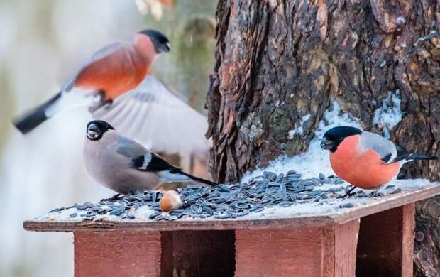 Антициклон усилит морозы в Петербурге 29 января
