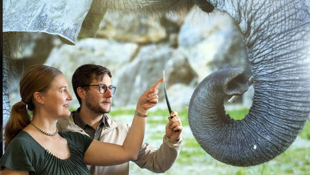 Выяснилось, зачем слону усы на хоботе