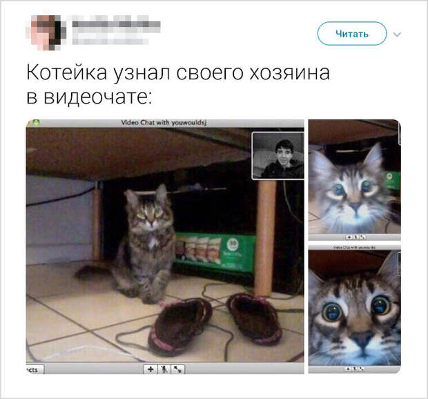 17 доказательств того, что интеллект животных гораздо выше, чем мы привыкли думать