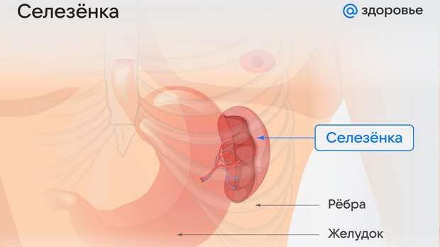 Схема расположения селезенки