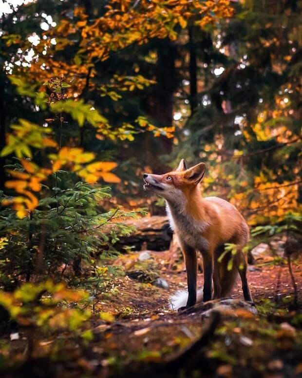 Лисицы из Финляндии: лесная сказка животные, лисы, необычно, портреты животных, удивительные создания, финляндия, фото, фотопроект