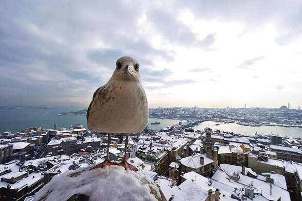 Фото достопримечательностей Турции: Стамбул зимой так же прекрасен, как и летом