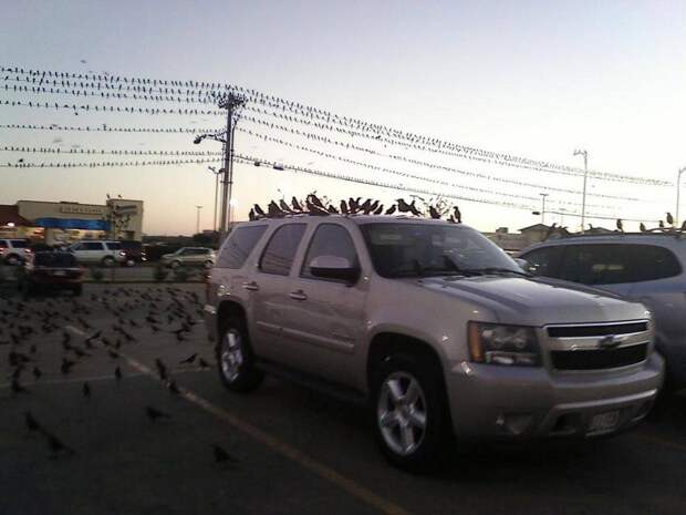 kartinok-veselyh-interesnyh-kartinki-smeshnye-kartinki-fotoprikoly kartinok-veselyh-interesnyh-kartinki-smeshnye-kartinki-fotoprikoly