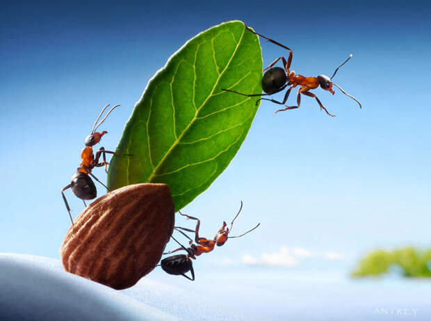 Захватывающие муравьиные приключения в макрофотографиях Андрея Павлова34