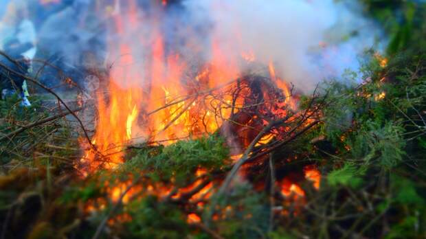 Высокая лесная пожароопасность ожидается на западе и юге Приморья