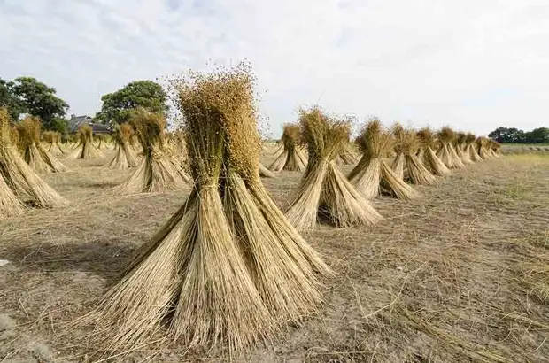 Время льна давно пришло