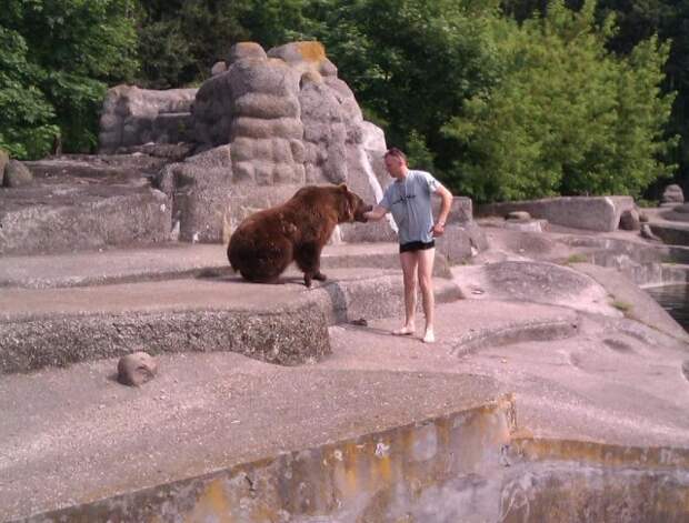 В варшавском зоопарке пьяный прыгнул к медведю животные, факты