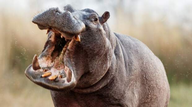 angry hippo