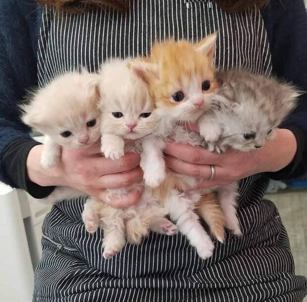 kartinok-veselyh-interesnyh-kartinki-smeshnye-kartinki-fotoprikoly kartinok-veselyh-interesnyh-kartinki-smeshnye-kartinki-fotoprikoly