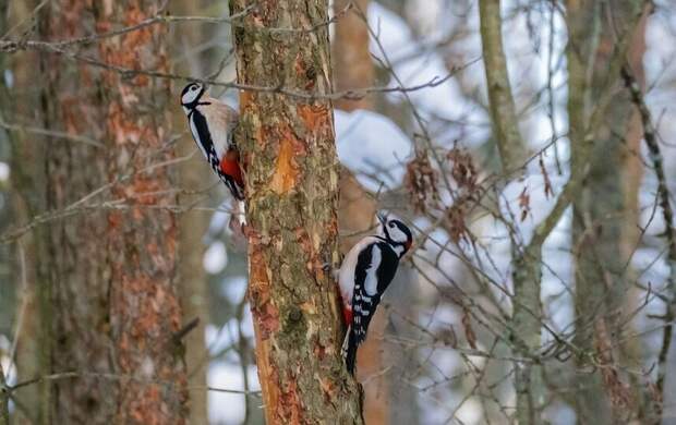 Циклон принес в Петербург тепло и дожди