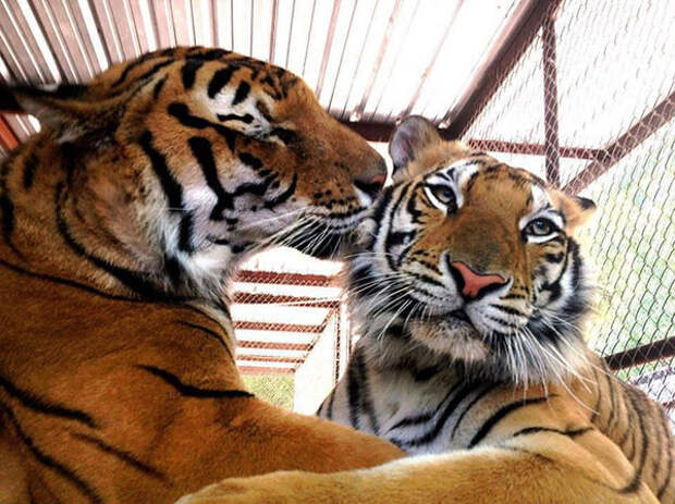 Нашла себе нового друга - Тигра по кличке Контрабандист :) реабилитация, спасение, тигрица, цирк