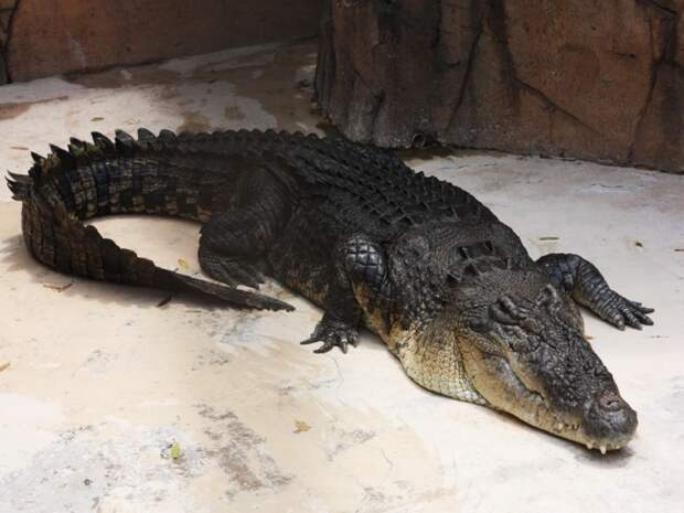 Взрослый крокодил. /Фото: mir24.tv