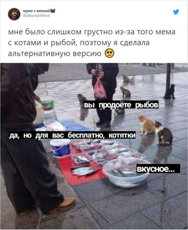 «Вы продоёте рыбов?»: новый мем с котиками, который захватил соцсети