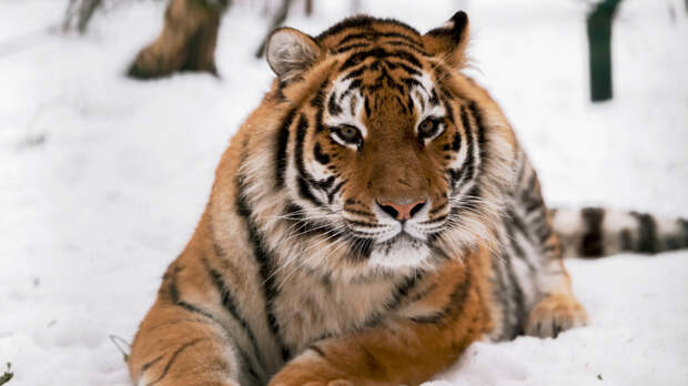 Нашествие хищников: тигры на Дальнем Востоке держат в страхе целые села