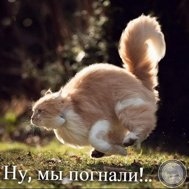 Ну, мы погнали!..