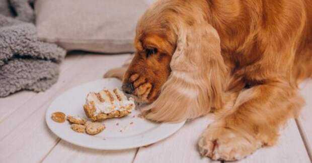Чем лучше кормить собаку — сухим кормом или сырым мясом?