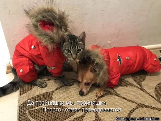Лучшие котоматрицы недели (50 фото)