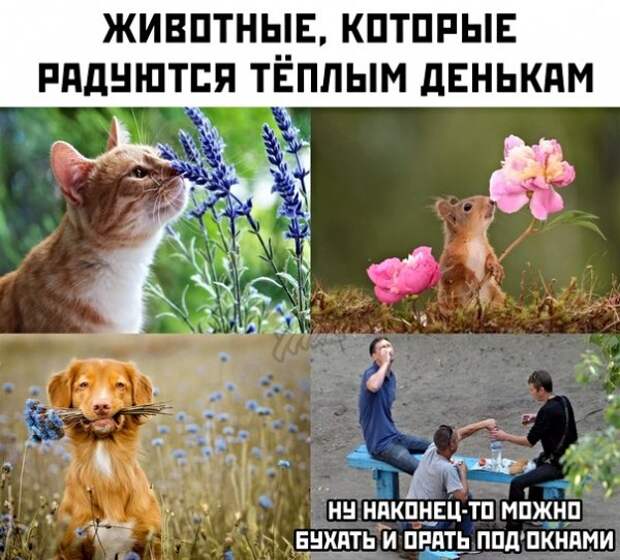 Анекдоты, истории и картинки с надписями