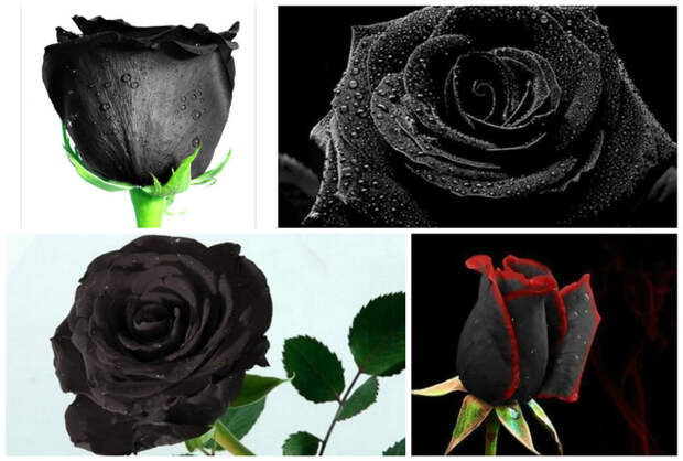 Отметим также, что черные розы, так сложилось в истории, являются эмблемой печали и символом смерти. смерть, траурные, факты, цветы
