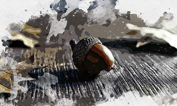 В Орловской области заготовили 2 тонны семян лесных растений