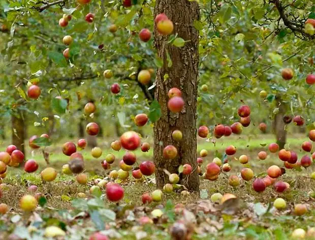 Про осень, яблоки и куриные гребешки