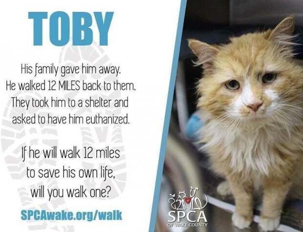 Грустная история со счастливым концом о коте, который прошел 12 миль, чтобы вернутся домой добро, доброта, животные, коты, кошки, люди, милота