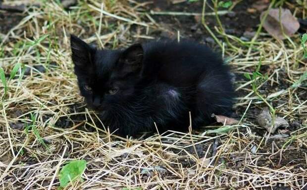 Дыра в сердце