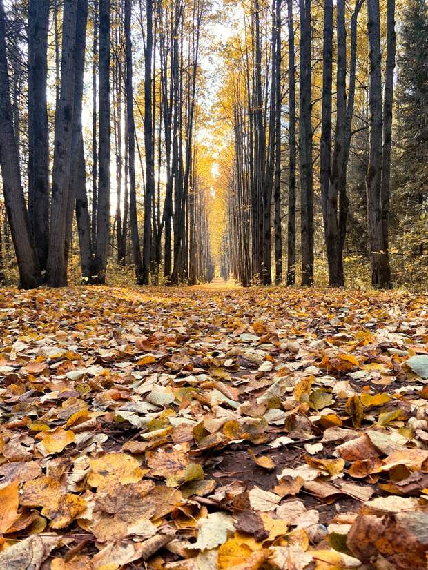 золотые краски в Дендропарк.  