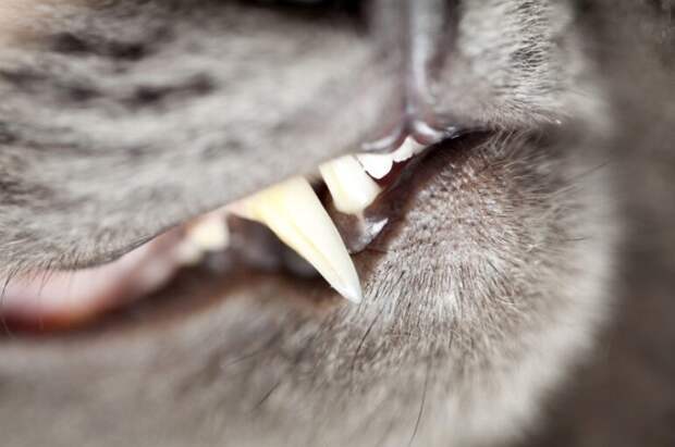 фото: Shutterstock