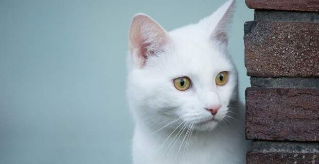 Картинки по запросу "фото белого кота"