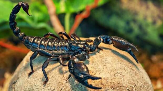 Ученые нашли предка современных скорпионов