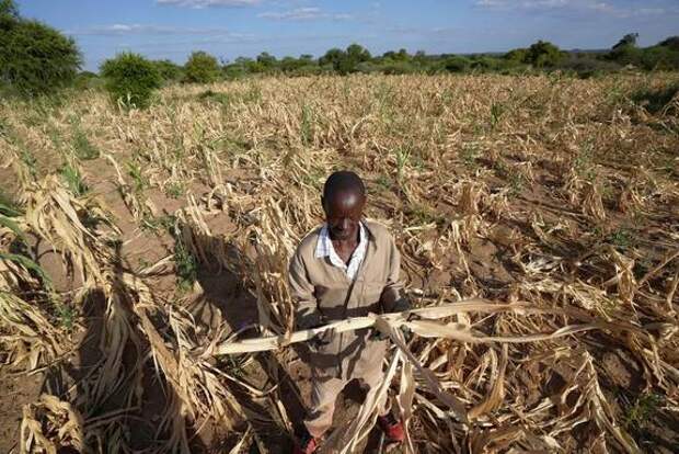 Засуха ввергает миллионы людей в голод на юге Африки