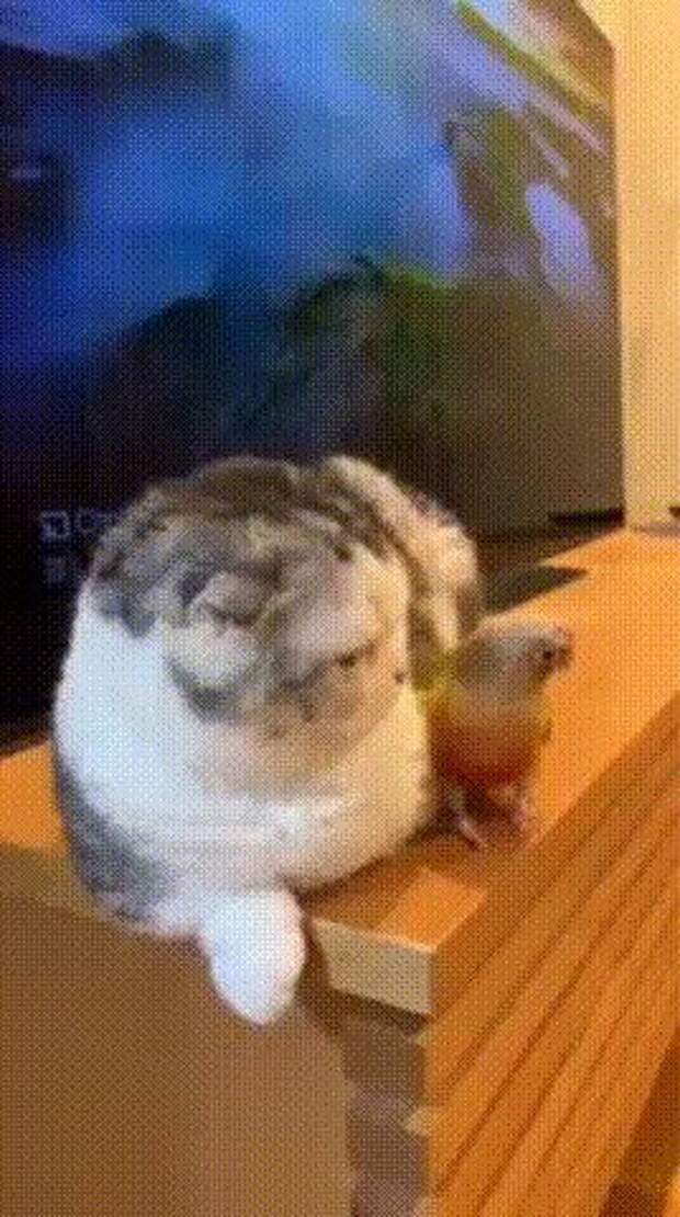 gif, подборка, попугаи, прикол, птица, птицы